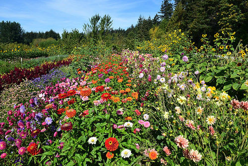 Messy rows of flowers.