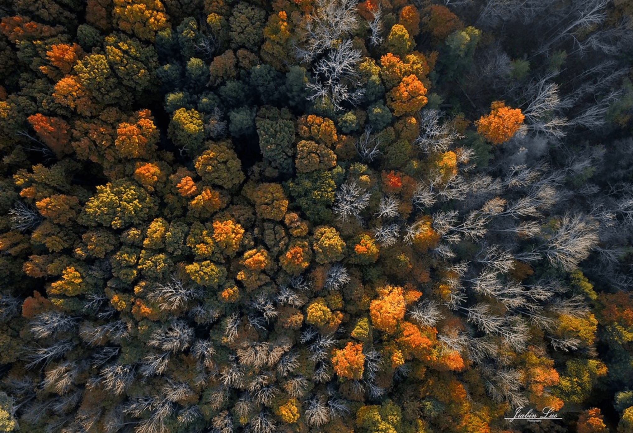 Overhead view of tree canopy