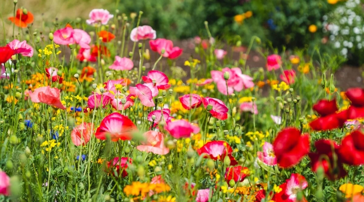 A field of red poppies.
