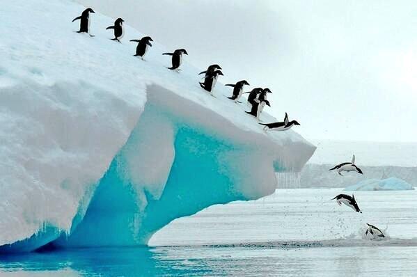 A line of penguins on an ice floe, jumping into the ocean one by one.